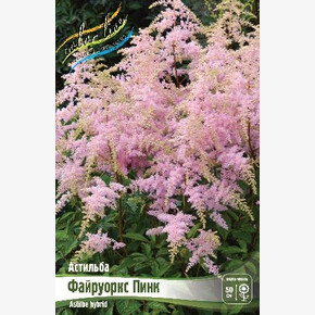 АСТИЛЬБА ФАЙРУОРКС ПИНК