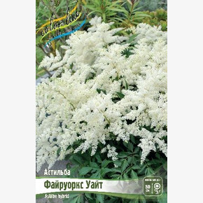 АСТИЛЬБА ФАЙРУОРКС УАЙТ