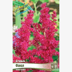 АСТИЛЬБА ФАНАЛ