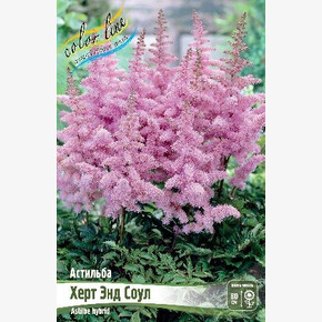 АСТИЛЬБА ХЕРТ ЭНД СОУЛ