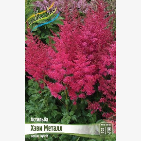 АСТИЛЬБА ХЭВИ МЕТАЛЛ