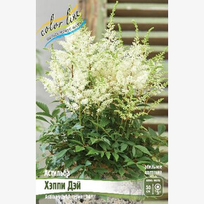 АСТИЛЬБА ХЭППИ ДЭЙ