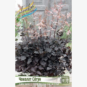 АСТИЛЬБА ЧОКОЛАТ СЁГУН