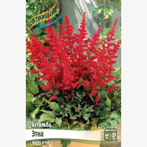 Астильба Этна (arend.)