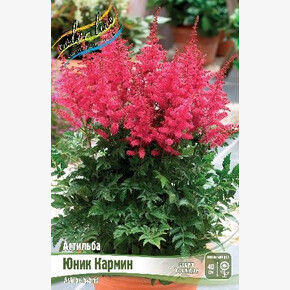 АСТИЛЬБА ЮНИК КАРМИН