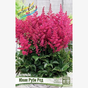 АСТИЛЬБА ЮНИК РУБИ РЕД