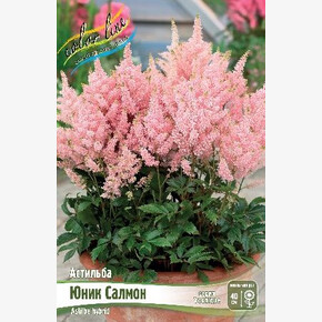 АСТИЛЬБА ЮНИК САЛМОН