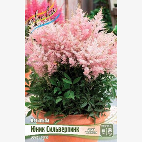 АСТИЛЬБА ЮНИК СИЛЬВЕРПИНК