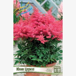 АСТИЛЬБА ЮНИК ЦЕРИЗЕ