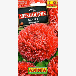 Астра Александрия Красная /Аэлита