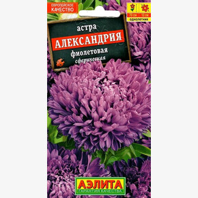 астра Александрия фиолет АЭЛИТА