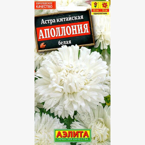 Астра Аполлония белая/ Аэлита