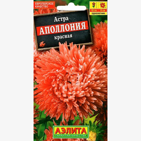 Астра Аполлония красная/ Аэлита Новосиб
