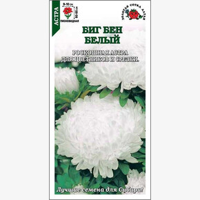 Астра Биг Бен белый/ Сотка