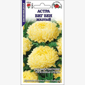 Астра Биг Бен Желтый/ Сотка