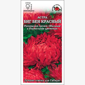 Астра Биг Бен красный/ Сотка