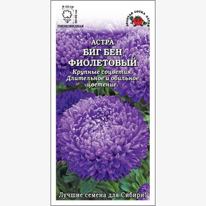 Астра Биг Бен фиолетовый /Сотка/ 0,2г/ пион. 65см, d-10см