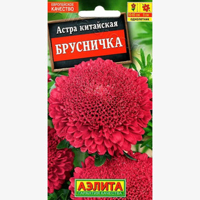 астра Брусничка АЭЛИТА