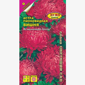 Астра Вишня/ Аэлита