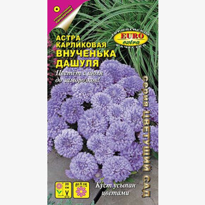 Астра Внученька Дашуля/ Аэлита