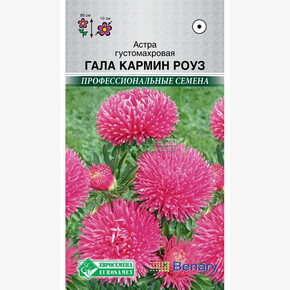 Астра Гала Кармин Роуз/ Евросемена