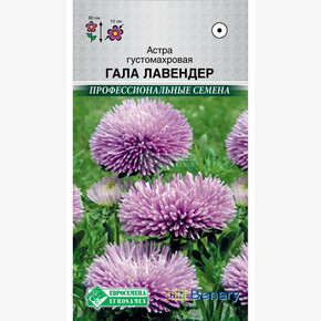 Астра ГАЛА Лавендер густомахровая 10 шт/ Евросемена