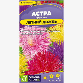 Астра гремлин Летний Дождь/ Семена Алтая