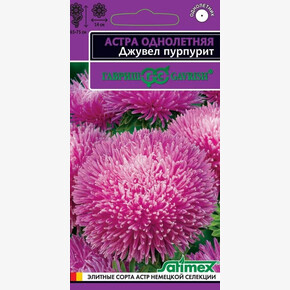 Астра Джувел Пурпурит/ Гавриш