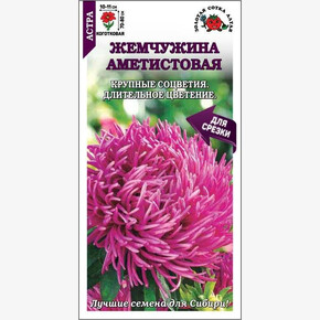Астра Жемчужина Аметистовая/ Сотка