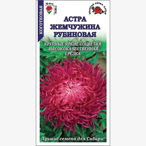 Астра Жемчужина Рубиновая/ Сотка