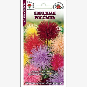 Астра Звездная Россыпь/ Сотка