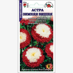 Астра Зимняя вишня /Сотка/ 0,3 г / h-40-60 / помп. красн-бел.