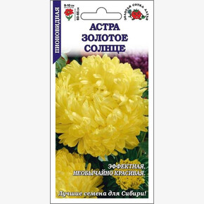 Астра Золотое Солнце/ Сотка