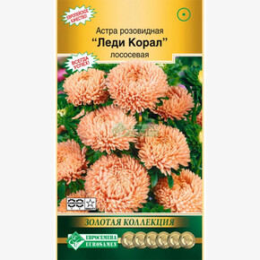 Астра Леди Корал лососевая/ Евросемена