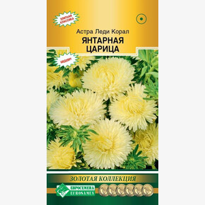 Астра Леди корал Янтарная Царица/ Евросемена