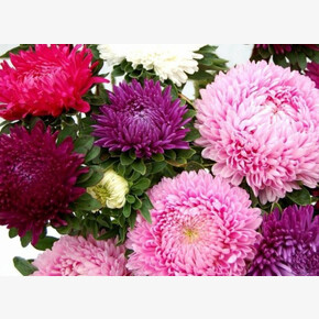 Астра Малышка смесь низкорослых !!! 1 пакетик !!! /Каприс