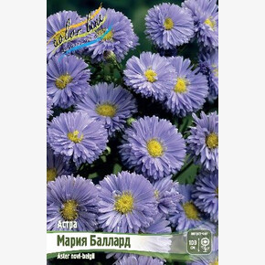 Астра Мария Баллард (novi-belgii)