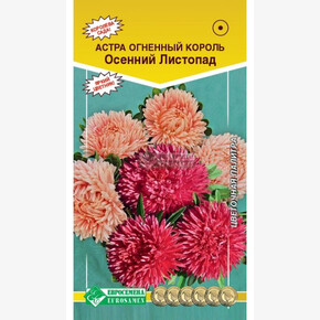 Астра Огненный король Осенний Листопад/ Евросемена