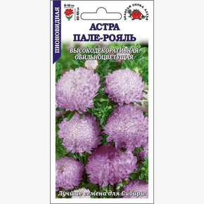 Астра Пале- рояль/ Сотка