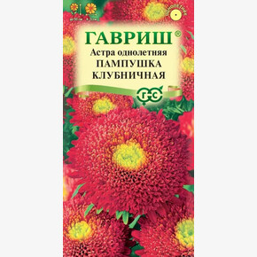Астра Пампушка клубничная/ Гавриш