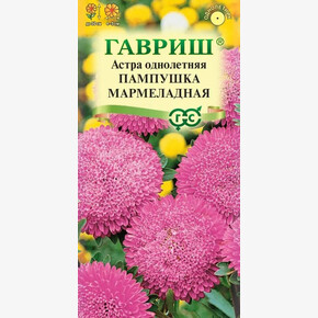 Астра Пампушка мармеладная/ Гавриш