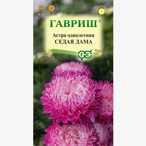 Астра Седая дама /Гавриш/