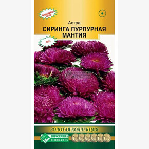 Астра Сиринга Пурпурная Мантия/ Евросемена