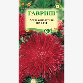 Астра Факел /Гавриш