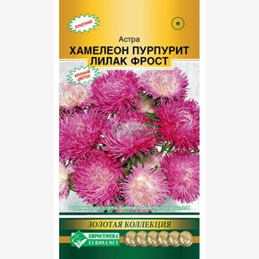 Астра ХАМЕЛЕОН Пурпурит Лилак Фрост китайская 5 шт/ Евросемена
