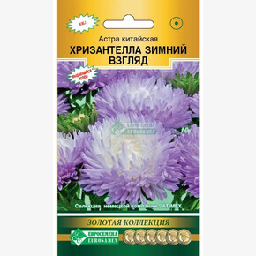Астра Хризантелла Зимний взгляд/ Биотехника