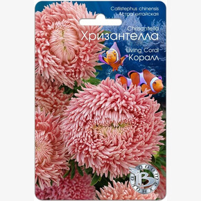 Астра Хризантелла Коралл/ Биотехника