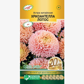 Астра Хризантелла Лотос китайская 5шт/ Евросемена