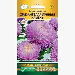 Астра ХРИЗАНТЕЛЛА Лунный Камень китайская (5 шт)/ Евросемена