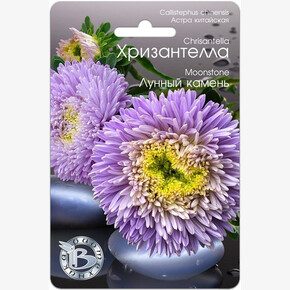 Астра Хризантелла Лунный камень/ Биотехника